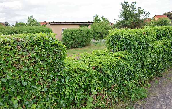 garten_174